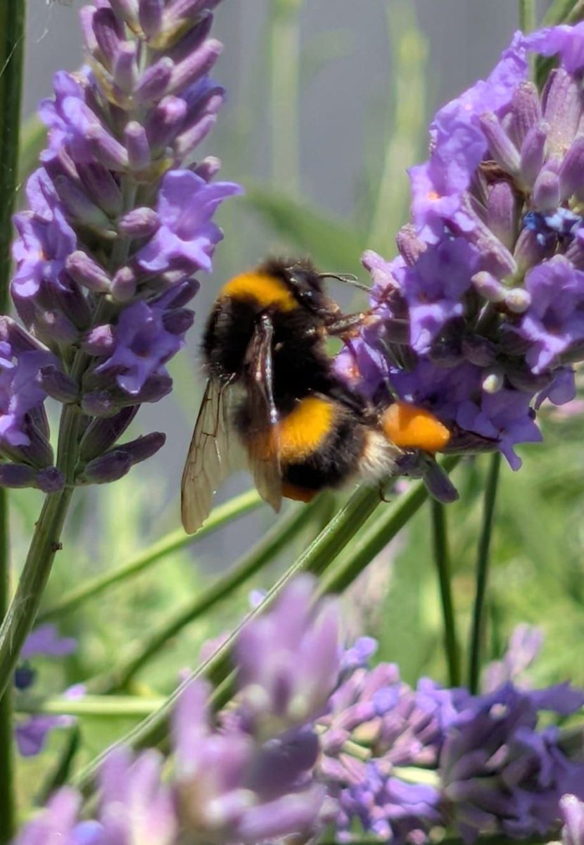 bexxiyorks's tweet photo. @Hudsonweather I have a massive bush. The bees only appeared last week I was getting worried. 

Last year they seemed much more plentiful https://t.co/YA9kdRVDyF