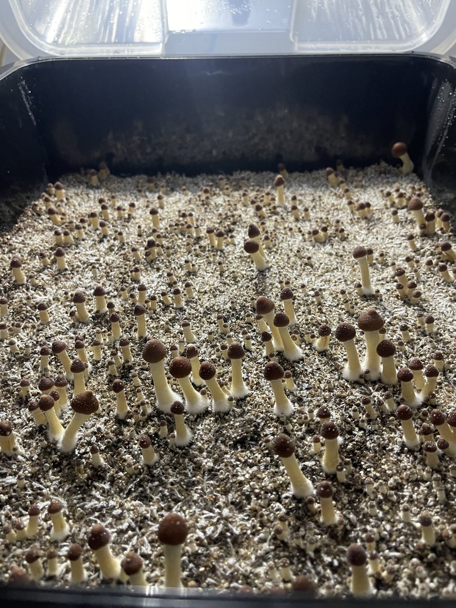 Burn1Bob_'s tweet photo. @hypergraphing @chaotichermes Not for everyone sure, but you can literally just grow some in a closet. LSD, DMT, ketamine, MDMA, etc. are not as simple to produce. To me a shroom trip and an acid trip are pretty similar. I don’t know how to make LSD, but I can grow some shrooms like a mycologist. https://t.co/vjlZusoxuf
