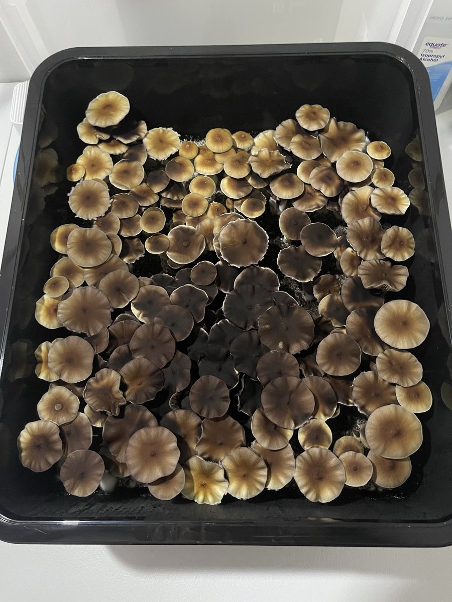 Burn1Bob_'s tweet photo. @hypergraphing @chaotichermes Not for everyone sure, but you can literally just grow some in a closet. LSD, DMT, ketamine, MDMA, etc. are not as simple to produce. To me a shroom trip and an acid trip are pretty similar. I don’t know how to make LSD, but I can grow some shrooms like a mycologist. https://t.co/vjlZusoxuf