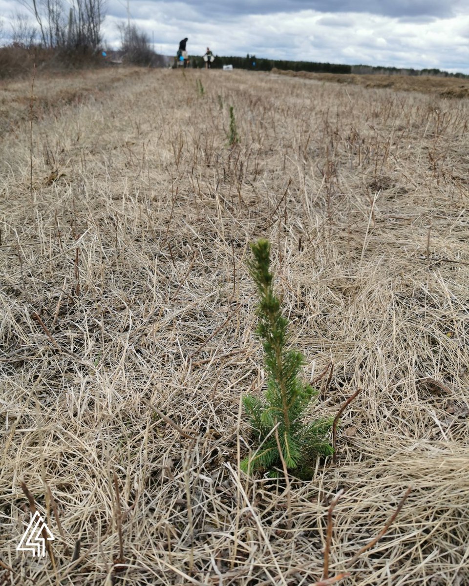 forestscanada's tweet photo. Big things are growing in Hanmer, Ontario! 
 
Our planting partner, Conservation Sudbury (@Lake_Laurentian), planted 5,800 native trees, including Silver Maple and White Spruce, to establish a windrow around the landowner's property. 
 
These trees will
🌳 Provide shade and a natural windbreak
🦉 Create valuable habitat for local wildlife
💧 Help protect soils, air, and water
🌎 Play a part in mitigating climate change
 
Every seedling planted will branch out, grow with purpose, and leaf a lasting impact for generations to come! 
 
Learn more about our tree planting program https://t.co/VqGx6nA7Zx