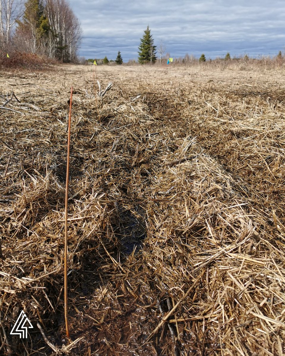 forestscanada's tweet photo. Big things are growing in Hanmer, Ontario! 
 
Our planting partner, Conservation Sudbury (@Lake_Laurentian), planted 5,800 native trees, including Silver Maple and White Spruce, to establish a windrow around the landowner's property. 
 
These trees will
🌳 Provide shade and a natural windbreak
🦉 Create valuable habitat for local wildlife
💧 Help protect soils, air, and water
🌎 Play a part in mitigating climate change
 
Every seedling planted will branch out, grow with purpose, and leaf a lasting impact for generations to come! 
 
Learn more about our tree planting program https://t.co/VqGx6nA7Zx