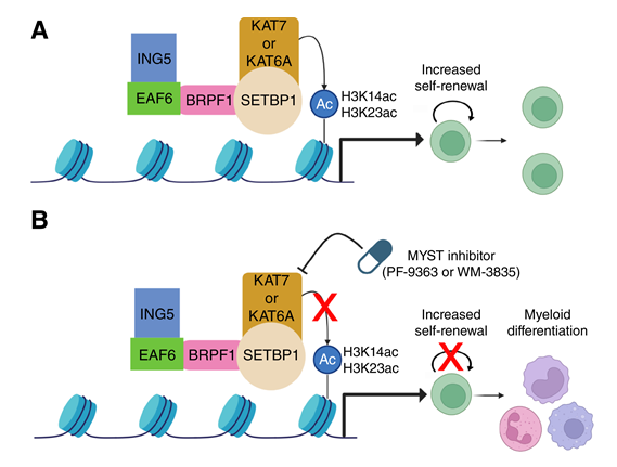 BCD_AACR's tweet photo. #InTheSpotlight KATs in the MYST: A New Therapeutic Vulnerability for SETBP1-Mutated Myeloid Malignancies https://t.co/PsBkrTstcI @Gritsman_lab https://t.co/qvEobn2j3l