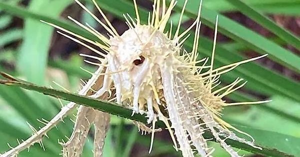 fasc1nate's tweet photo. Moth infected with Cordyceps fungus.

The creepiest photos ever taken: https://t.co/l5p7U8P4A2 https://t.co/X7uOU0MPan