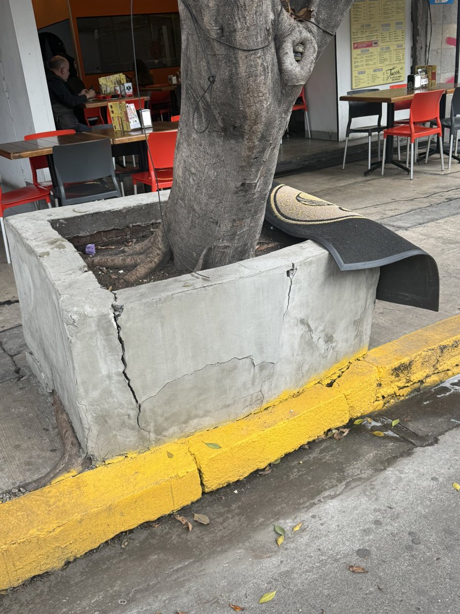 Ydagda's tweet photo. Hay un árbol en peligro de caer, calle Oaxaca 92, Roma Norte… @AlessandraRdlv @AlcCuauhtemocMx https://t.co/TpsCOGRHvI