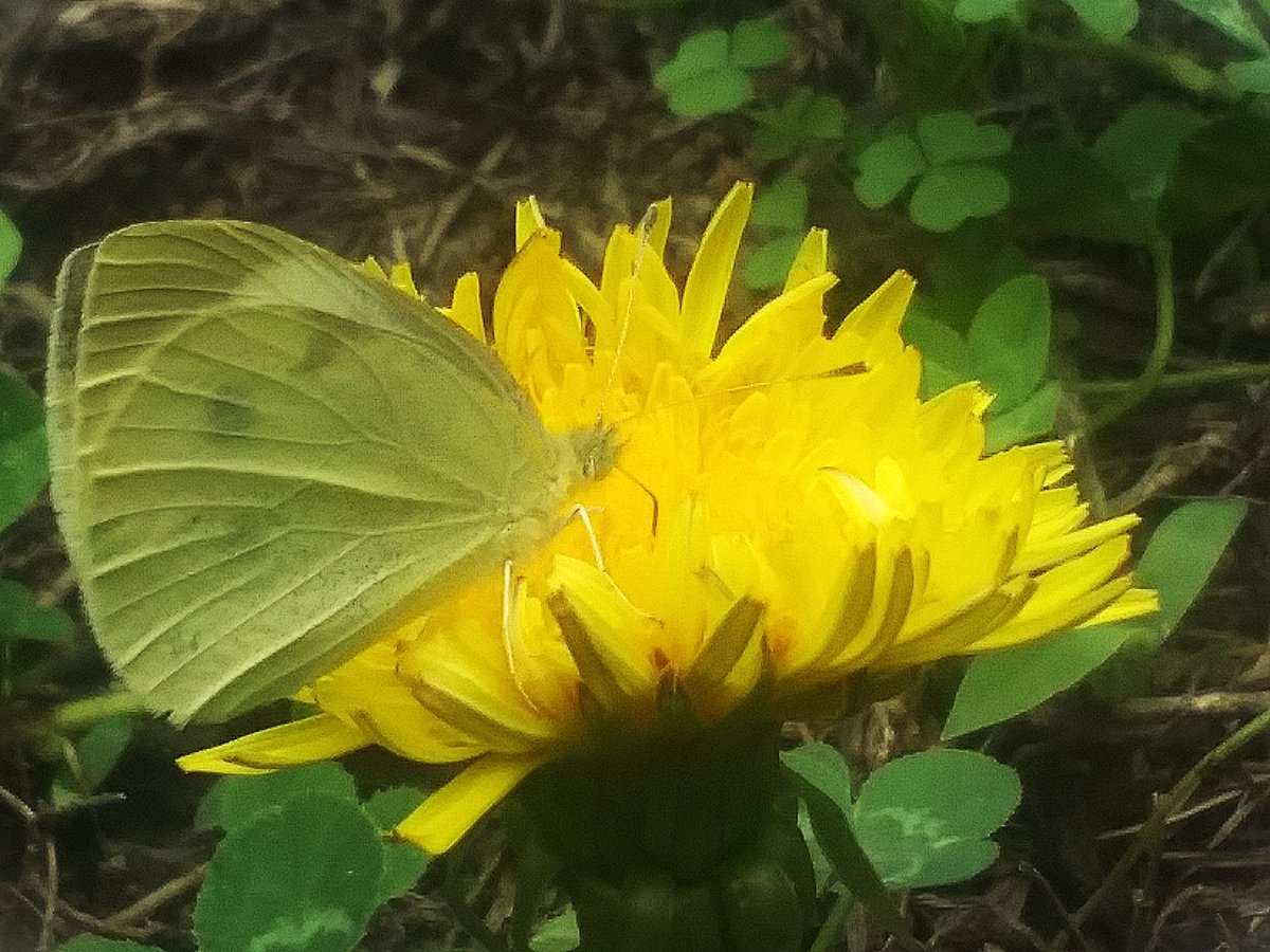 badger_dll's tweet photo. this is wallpaper material right here #photography #cute #butterfly #photo #photograph #photographer #photographers #wallpaper #desktopbackground #background #flower #dandelions #dandelion https://t.co/DCAsUALaGs