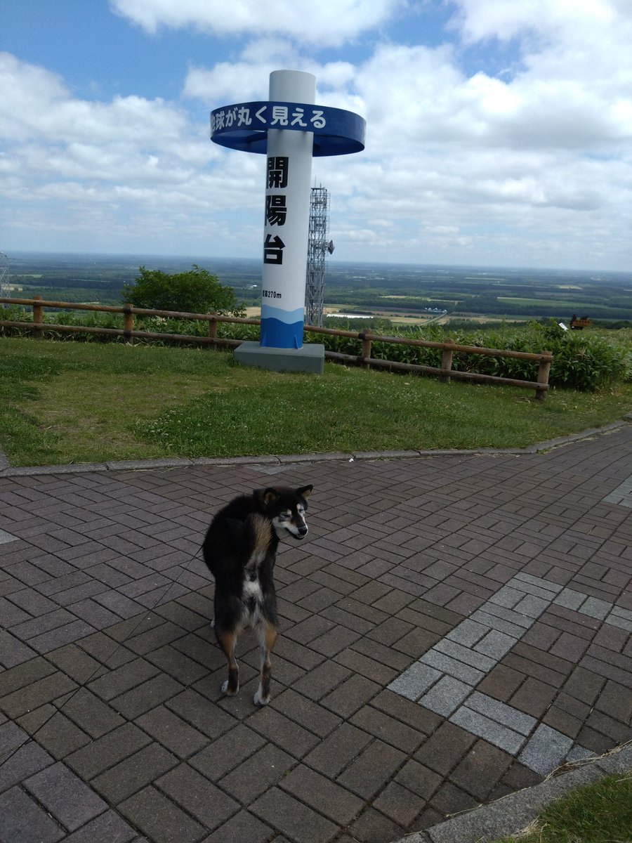 mococosanpo's tweet photo. 有名な丘に向かう途中でヒグマしゃんを車の中見てビビリながら登ったでしゅ
お船から光る橋を見たでしゅ
あっという間に帰り道でしゅ
青森の道の駅でも丘に登って……
モココとっても疲れたでしゅ
もう若くないでしゅ https://t.co/Gf0tLQm9T1