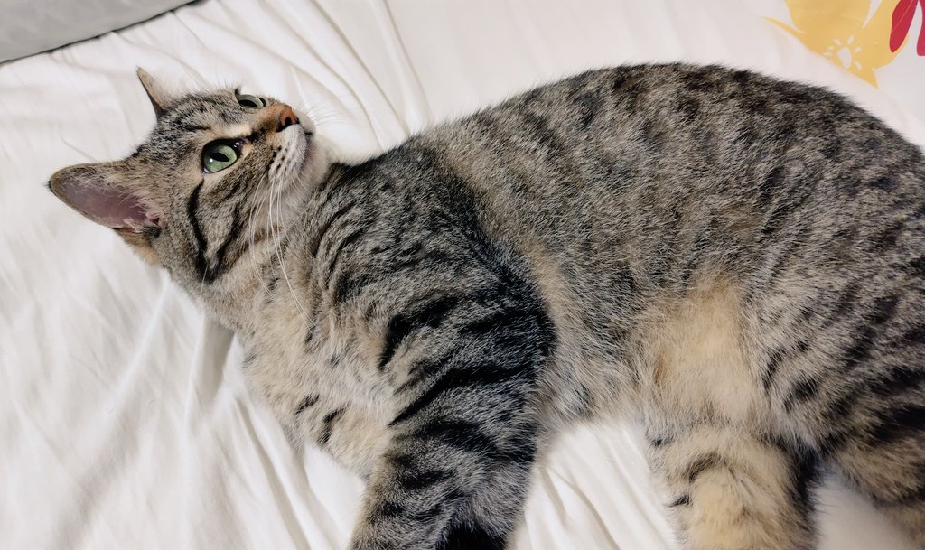 cat_56chan's tweet photo. おはよ〜外の鳥さんの声気になるね https://t.co/qVYSqEn2ke
