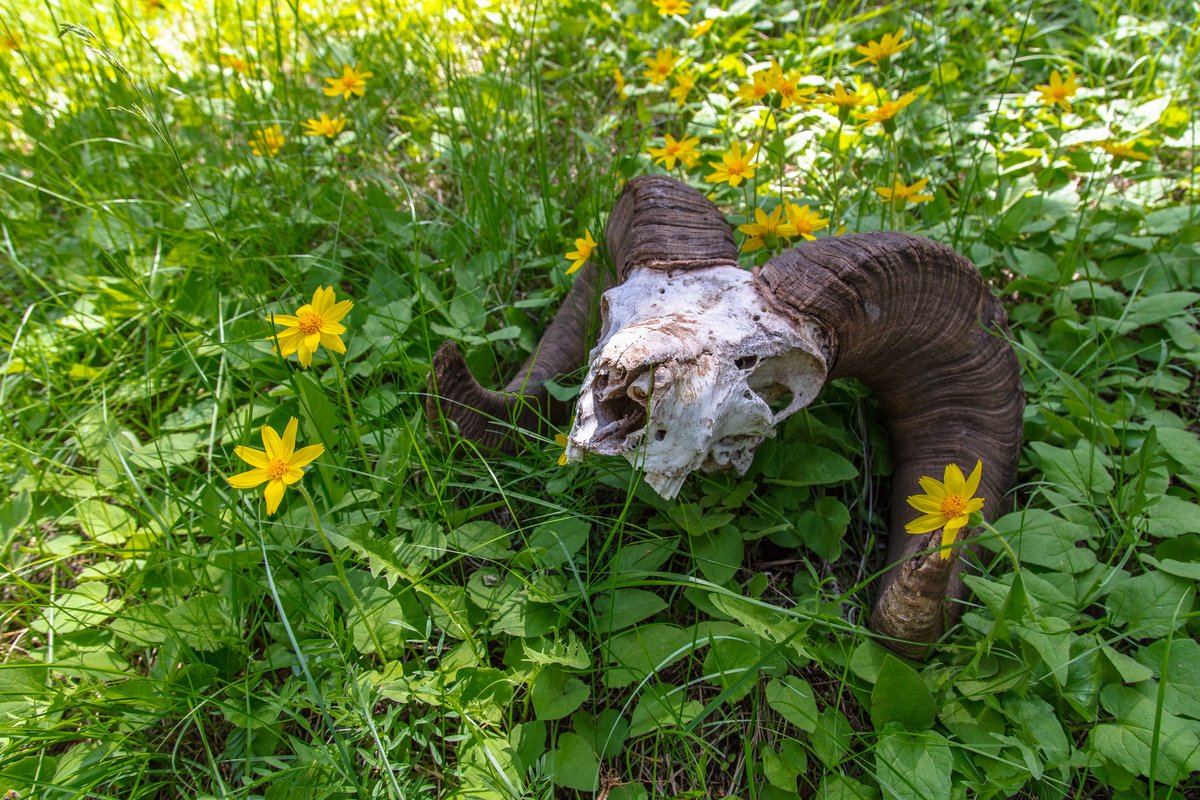 YellowstoneNPS's tweet photo. Yellowstone Pledge Tip No. 10: Leave what you find

We know it's tempting to take home rocks, flowers, antlers, artifacts, and other objects you find while visiting Yellowstone. However, did you know that these objects have extremely important ecological, historical, and cultural purposes and it's illegal to remove them from the park?

For example, antler sheds contain many nutrients, such as calcium, phosphorus and protein, which are important for all types of animal growth. Many smaller critters will gnaw on antlers for these nutrients and to also wear down their ever-growing teeth. Even bears, foxes, and otters have been known to eat antlers!

Leaving behind petrified wood, pretty flowers, neat rocks, and antler sheds also allow for everyone who finds it to experience a sense of discovery. Imagine how you would feel coming across this huge skull of a bighorn sheep ram, this patch of colorful yellow wildflowers, or these pillars of petrified rock on your hike!

👉 Help us protect the park by leaving what you find and taking the #YellowstonePledge: https://t.co/2qzh9c0Qol

Photos: (1) Bighorn sheep ram skull in a patch of heartleaf arnica flowers; (2) Oneflower helianthella blooms on Dunraven Peak; (3) A hiker next to petrified wood on Specimen Ridge.