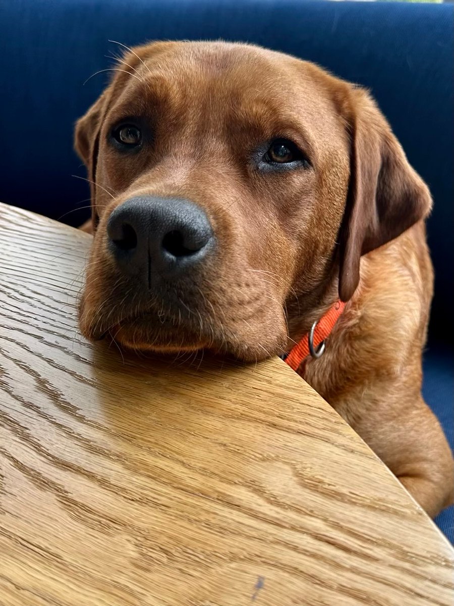 MegynKellyShow's tweet photo. Strudwick and Megyn have a pre-show ritual that involves one of his favorite treats. Believe it or not, he actually sits and patiently waits for it. We have the video evidence to prove it in Friday's edition of Megyn's 'American News Minute' email. Sign up now ⬇️: https://t.co/SiZJhyBnvt