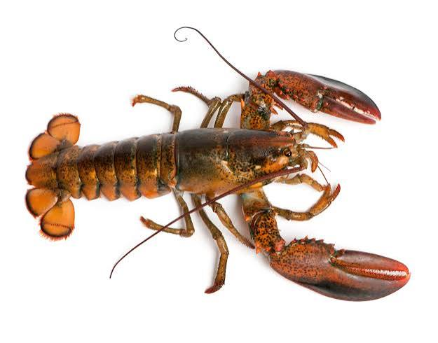 GMHForLiberty's tweet photo. @GrowingUpRetro No mention of MAINE lobster... https://t.co/W5vnZ1aroH