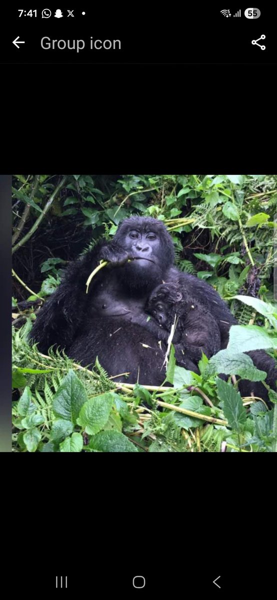 echowaveel's tweet photo. Gorilla https://t.co/GgdOSEQyES