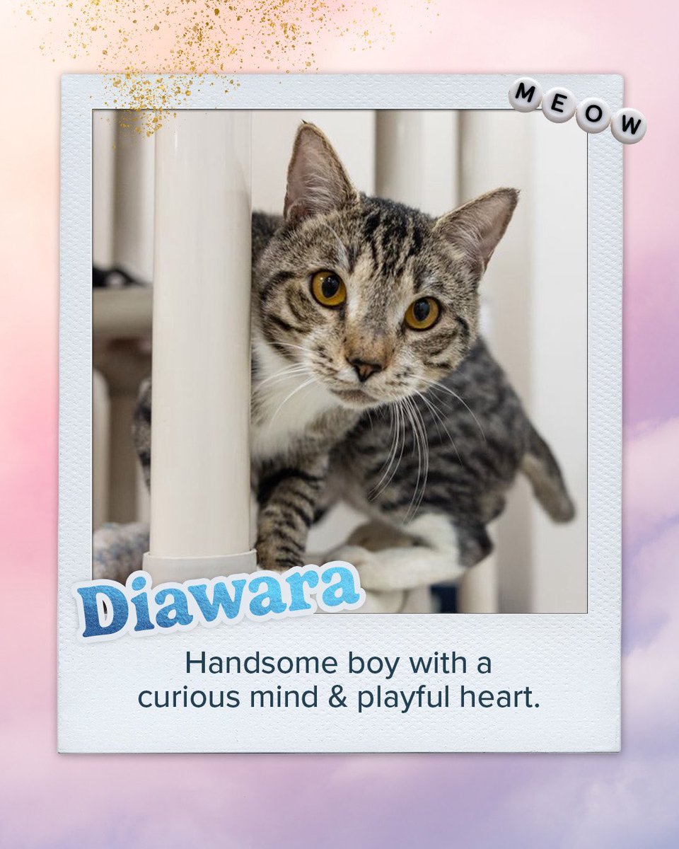ASPCA Pet Insurance tweet media