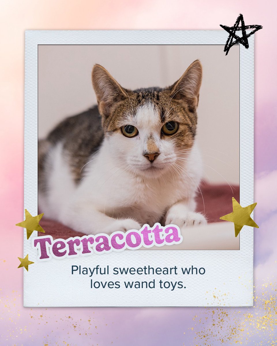 ASPCA Pet Insurance tweet media