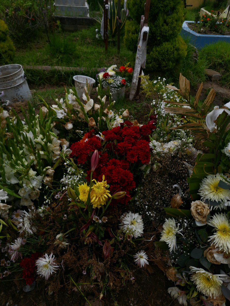 wuulfis's tweet photo. Árboles y flores https://t.co/syL4fGXYEe