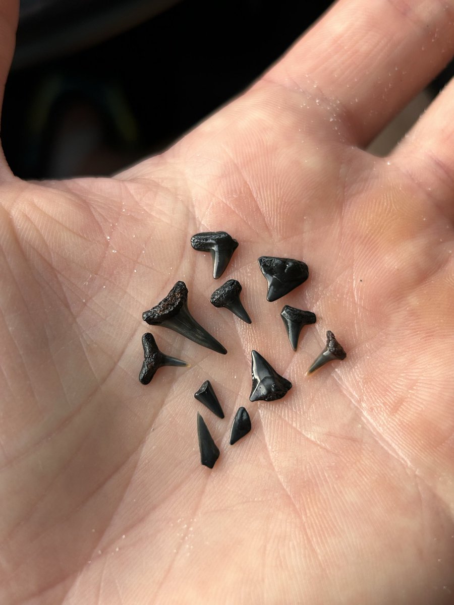 toothburglar's tweet photo. https://t.co/36bbvdqcvD