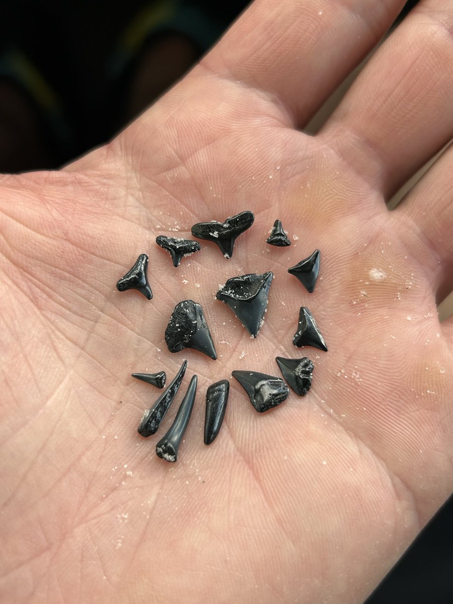 toothburglar's tweet photo. #jaxbeach #sharkteeth https://t.co/ctpsC8WPC7