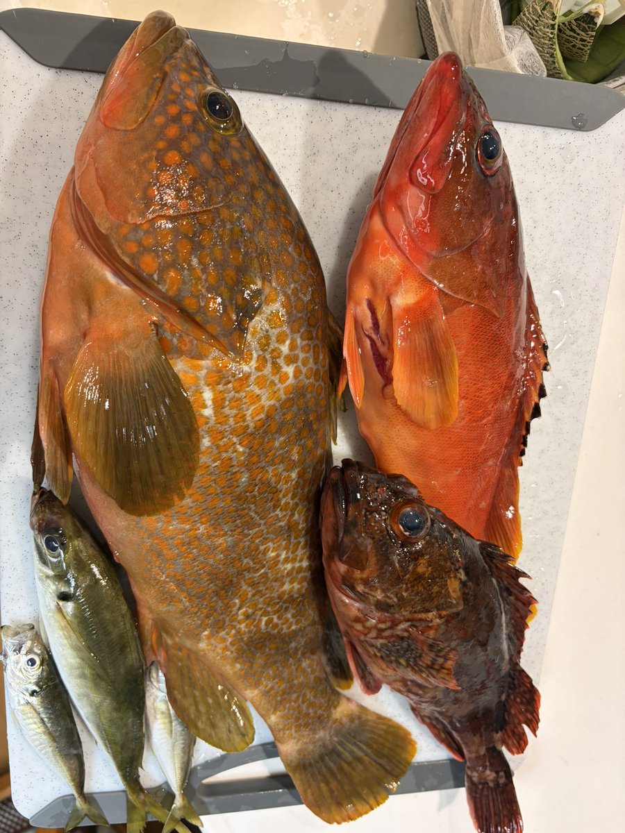 chari884's tweet photo. 昔、夏の釣りと言えばシイラだった
最近はもっぱらコイツらのグリグリドン♪
関東圏でアコウは未だレアキャラで、アカハタが主役かなぁ
泳がせのバケツから強奪した鯵がめちゃめちゃ美味かったのはご愛嬌

#ロックフィッシュ
#lursChemist
#atoll
#マジ何しても美味い https://t.co/ScNWeAQpEs