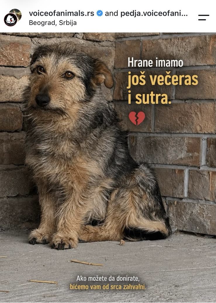 sgajic109's tweet photo. Pomozimo udruženju “Voice of animals” iz Pančeva.
Osim novčanih donacija, stalno im je potrebna hrana za kuce i mace, peškiri i čaršafi. 
Ukoliko ste u mogućnosti da donirate, a nemate prevoz za donaciju, može se sa njima organizovati preuzimanje. https://t.co/L0ATKNV0HN