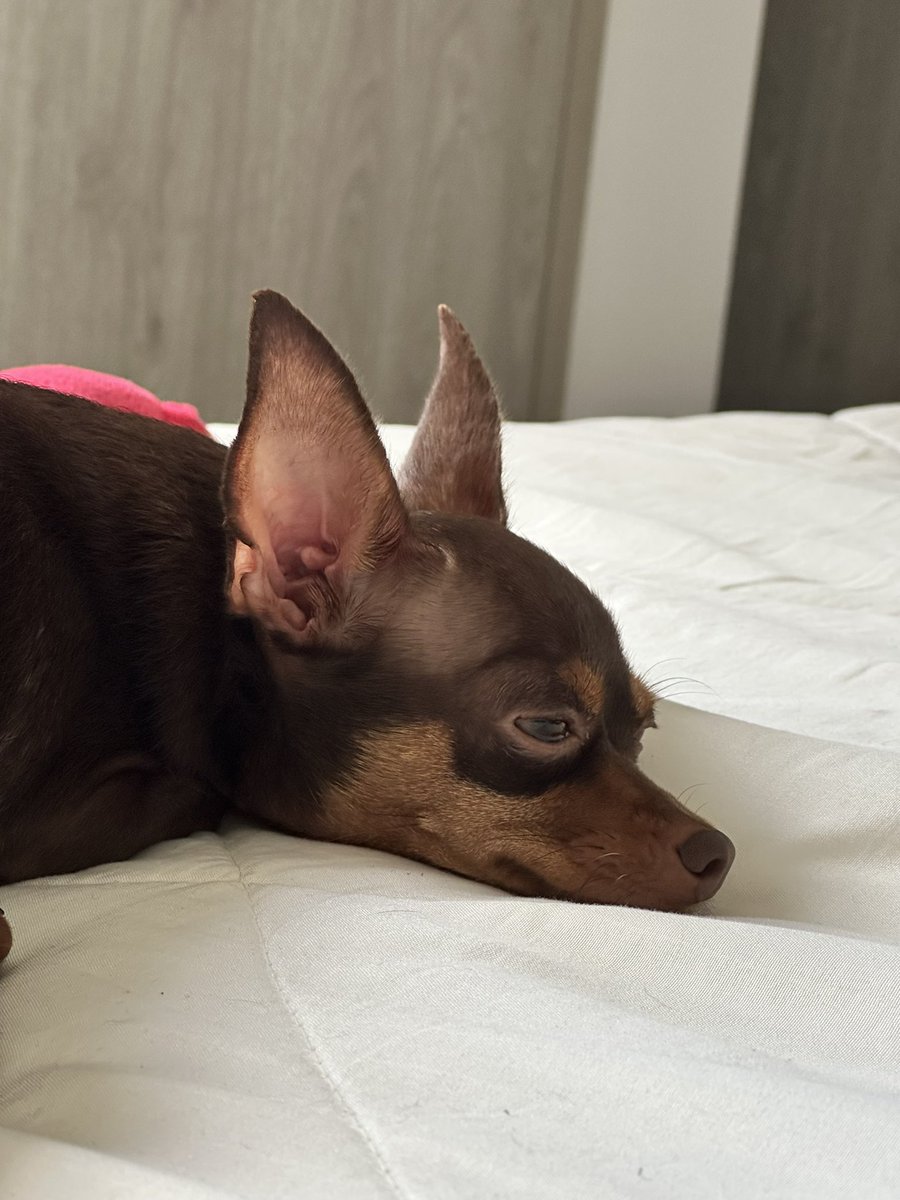fernandical's tweet photo. Dar una segunda oportunidad también transforma tu propia vida. 💚🐕 #UnHogarConGabrica https://t.co/naW2htCSUK