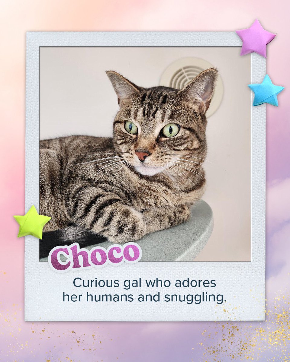 ASPCA Pet Insurance tweet media