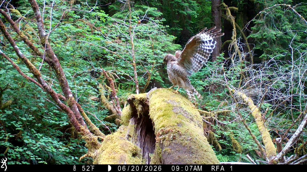 ORCoastWildlife's tweet photo. Robins Harassing a Young Hawk - Browning Trail Cameras https://t.co/9sgxsd5UF3 via @YouTube https://t.co/wjVS83wuOQ