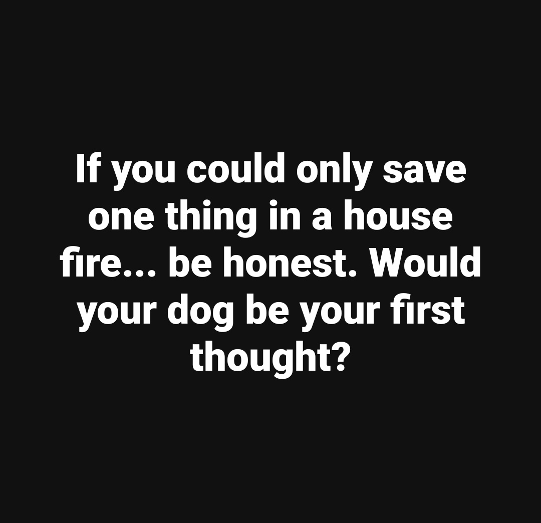 harperlee789's tweet photo. Would your dog be your first thought?? https://t.co/oI9WCn3CjU