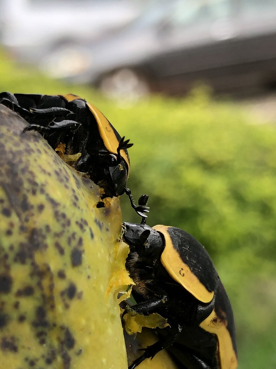 uriahkarikari's tweet photo. Beautiful Sun beetles having a great time out. #sunbeetles #insects #insectphotography https://t.co/cLXKhYDgAc