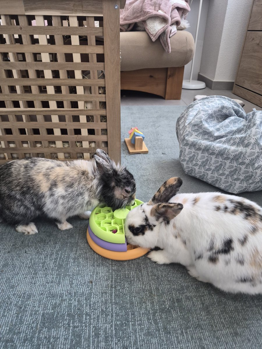 neverlaannd's tweet photo. Mon petit cœur est rentré hier après midi à la maison 🥺❤️ https://t.co/J882TwvWXr