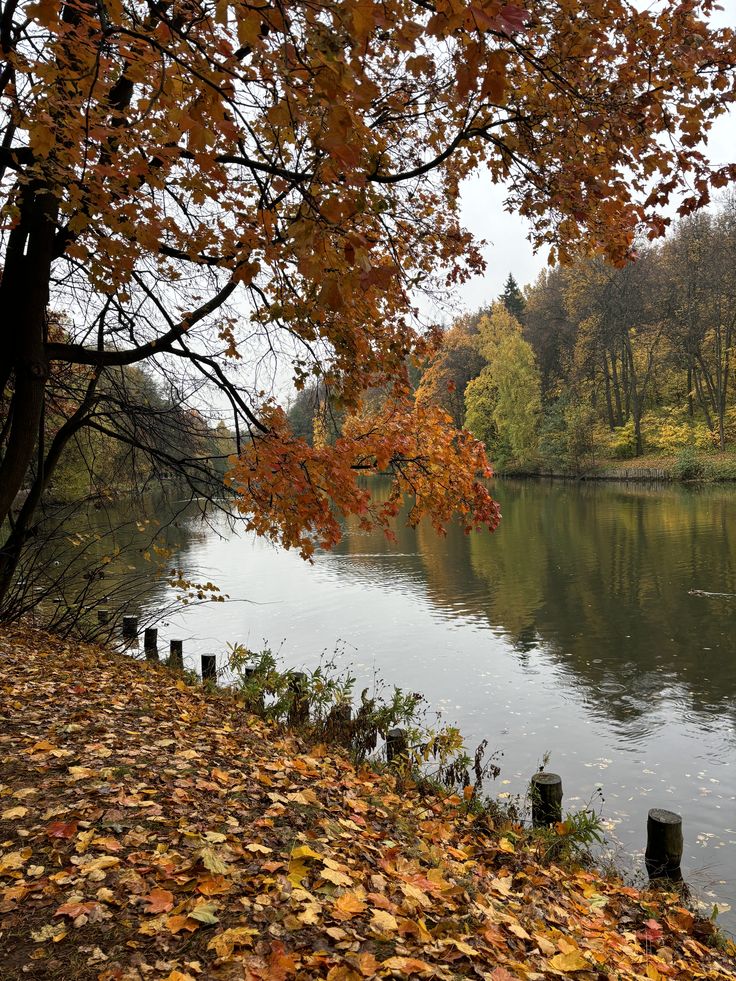 talya9646171863's tweet photo. 🪟🍁🌰🧣☔ https://t.co/c7B9zljweV