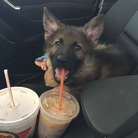 SiliGremlin's tweet photo. Haiii,,, *steals some of ur drink when ur not lookin,,* https://t.co/iW4Kdph827