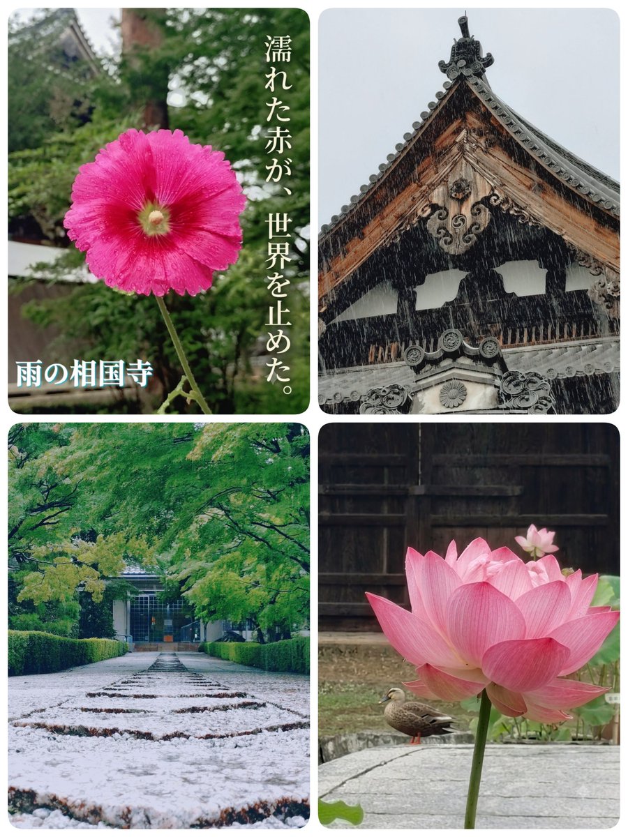 Komo1977's tweet photo. 濡れたもみじ並木が
時間をゆっくりほどいていき
蓮の花が、歴史より深く光った。
そして、雨に濡れたタチアオイは、
言葉より強く語った。
静けさが降る寺。
相国寺の雨はやさしい。
#相国寺
#タチアオイ
#蓮の花
#雨
#エモい写真
#京都好きな人と繋がりたい
#kyototemple https://t.co/gDH9Pz9v2C