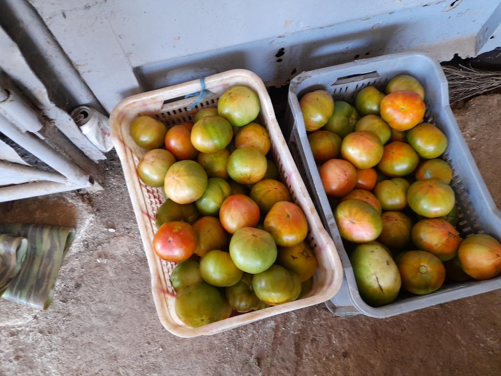 edelso_ramos's tweet photo. Producir riquezas, única salida para estabilizar los indicadores macroeconómicos. Cumplir es una obligación, crecer es el mérito. 
#Mayabeque. 
#LaPatriaSeDefiende. 
#MiMoncadaEsLaPatria. https://t.co/EtqmZevhy9