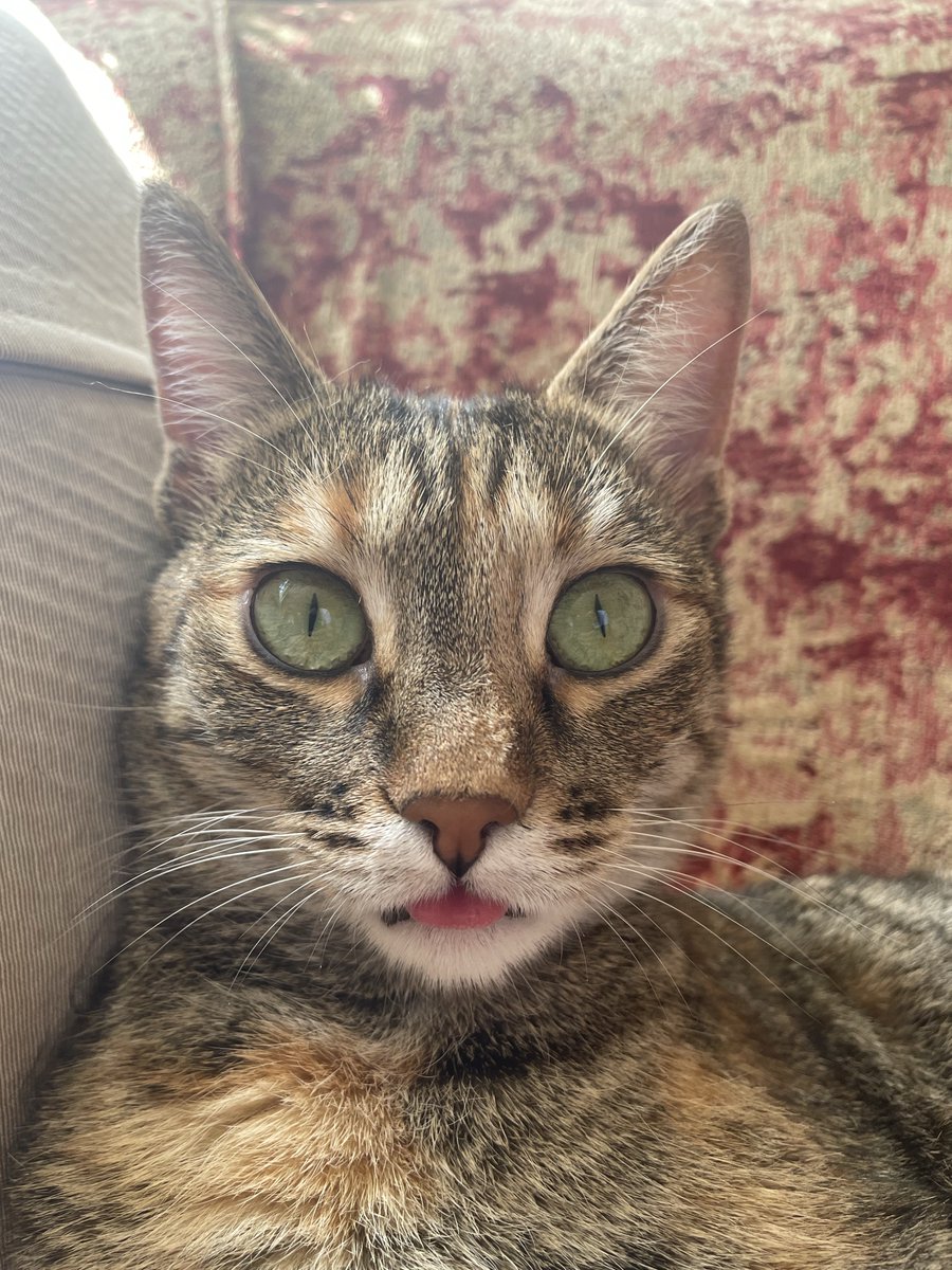 sarpcat's tweet photo. Dizzy #猫 https://t.co/AzxYnT62Z7