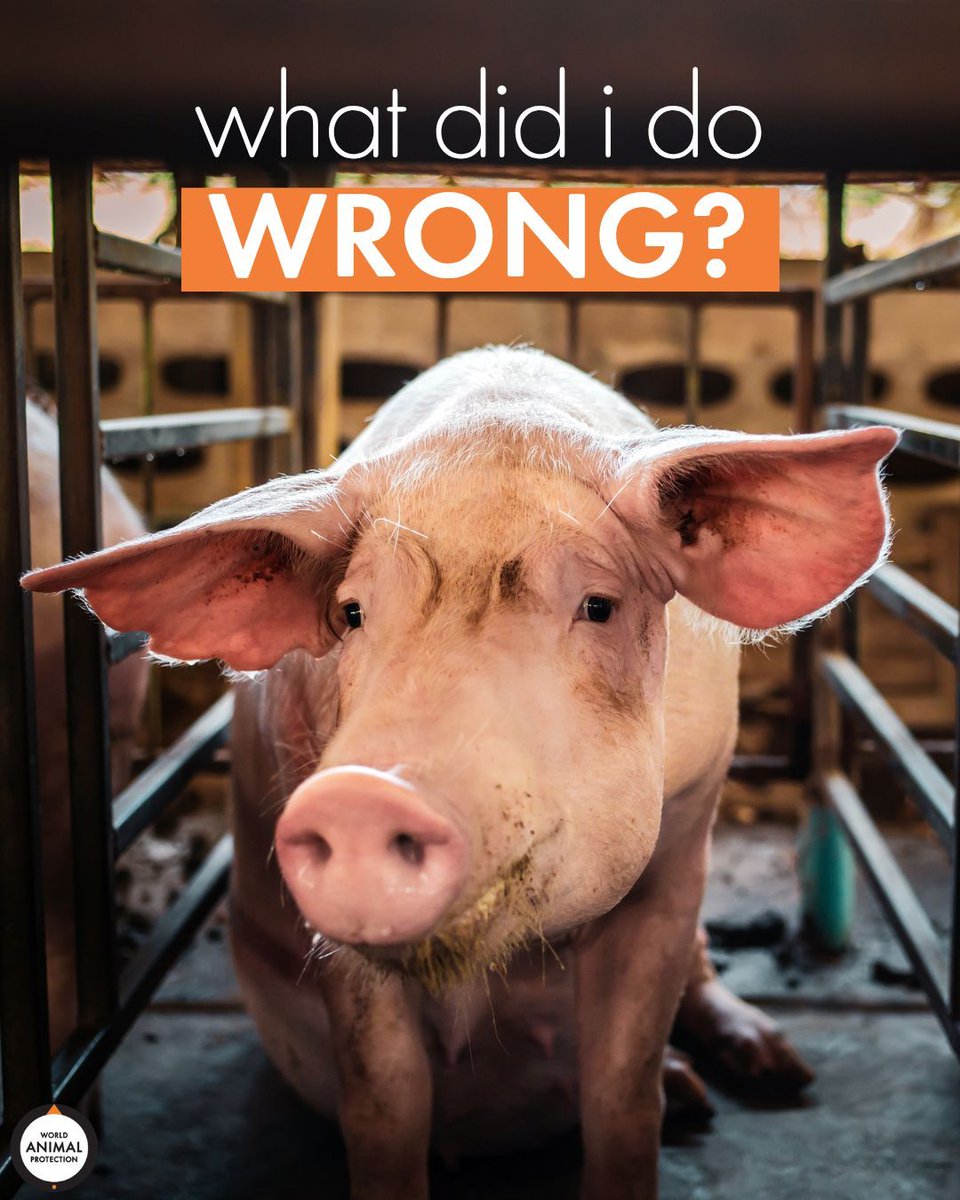 World Animal Protection US tweet media