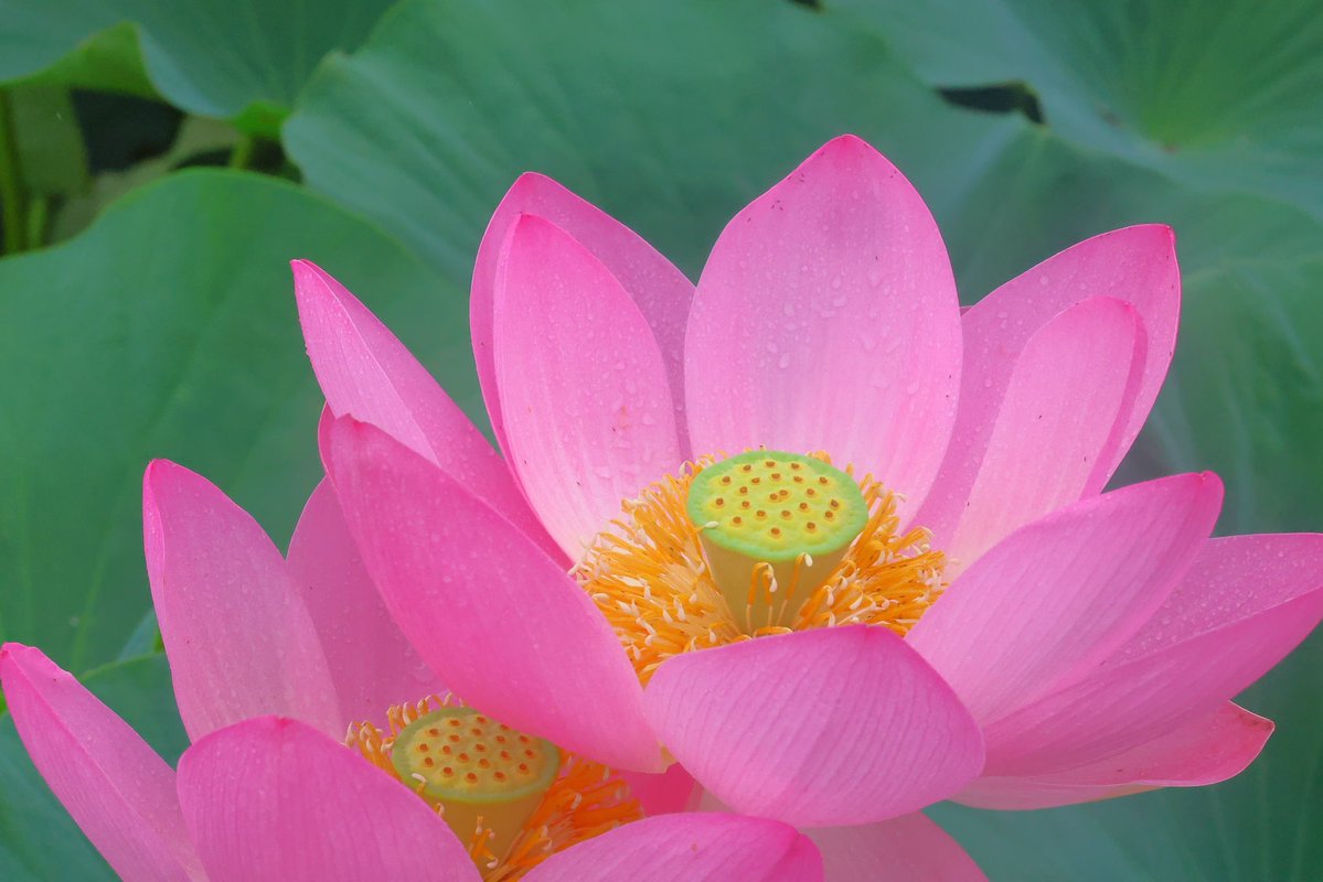 5828W's tweet photo. おはようございます

大賀ハスとバッタ

ハス🪷の花にバッタ🦗が来ているのを
初めて遭遇しました。
数名のフォロワーさんがバッタとハス🪷の投稿をされてました。ハスの蜜🍯狙いなんでしょうかね？ https://t.co/9kAR6XAkbv