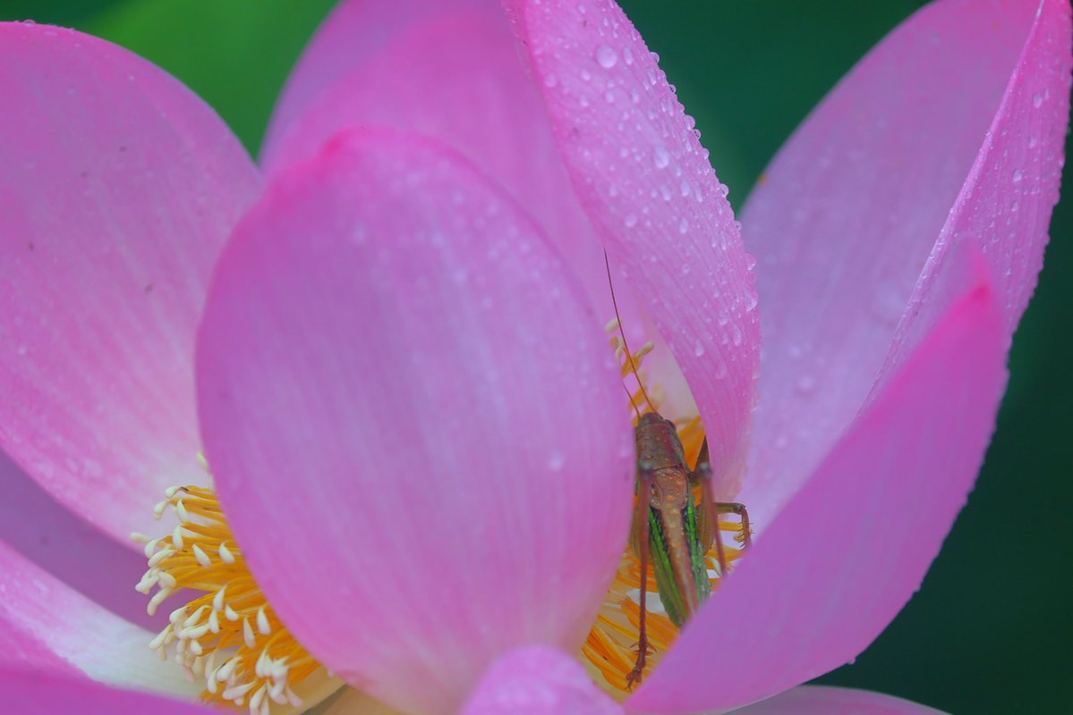 5828W's tweet photo. おはようございます

大賀ハスとバッタ

ハス🪷の花にバッタ🦗が来ているのを
初めて遭遇しました。
数名のフォロワーさんがバッタとハス🪷の投稿をされてました。ハスの蜜🍯狙いなんでしょうかね？ https://t.co/9kAR6XAkbv