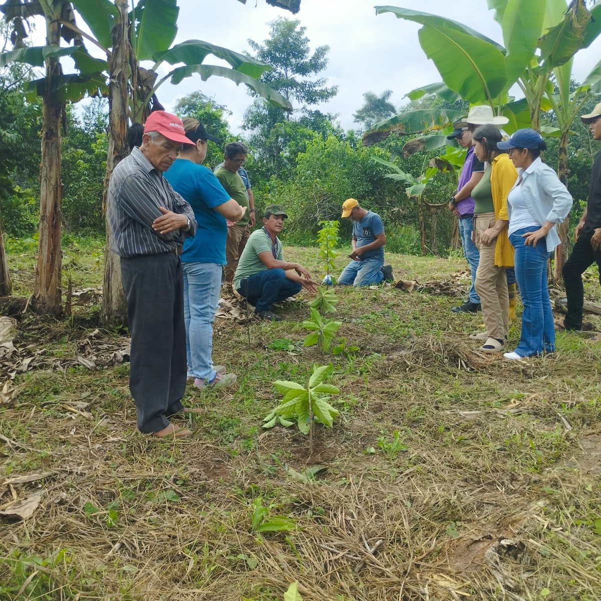 Agricultura_CZ4's tweet photo. #SantoDomingo | Realizamos un taller práctico sobre la técnica de agobio en plantas recientemente establecidas, con el objetivo de estimular la aparición de nuevos brotes. Esta práctica fortalece el desarrollo de las plantas y contribuye a alcanzar mayores niveles de producción. https://t.co/20hVawnk5s