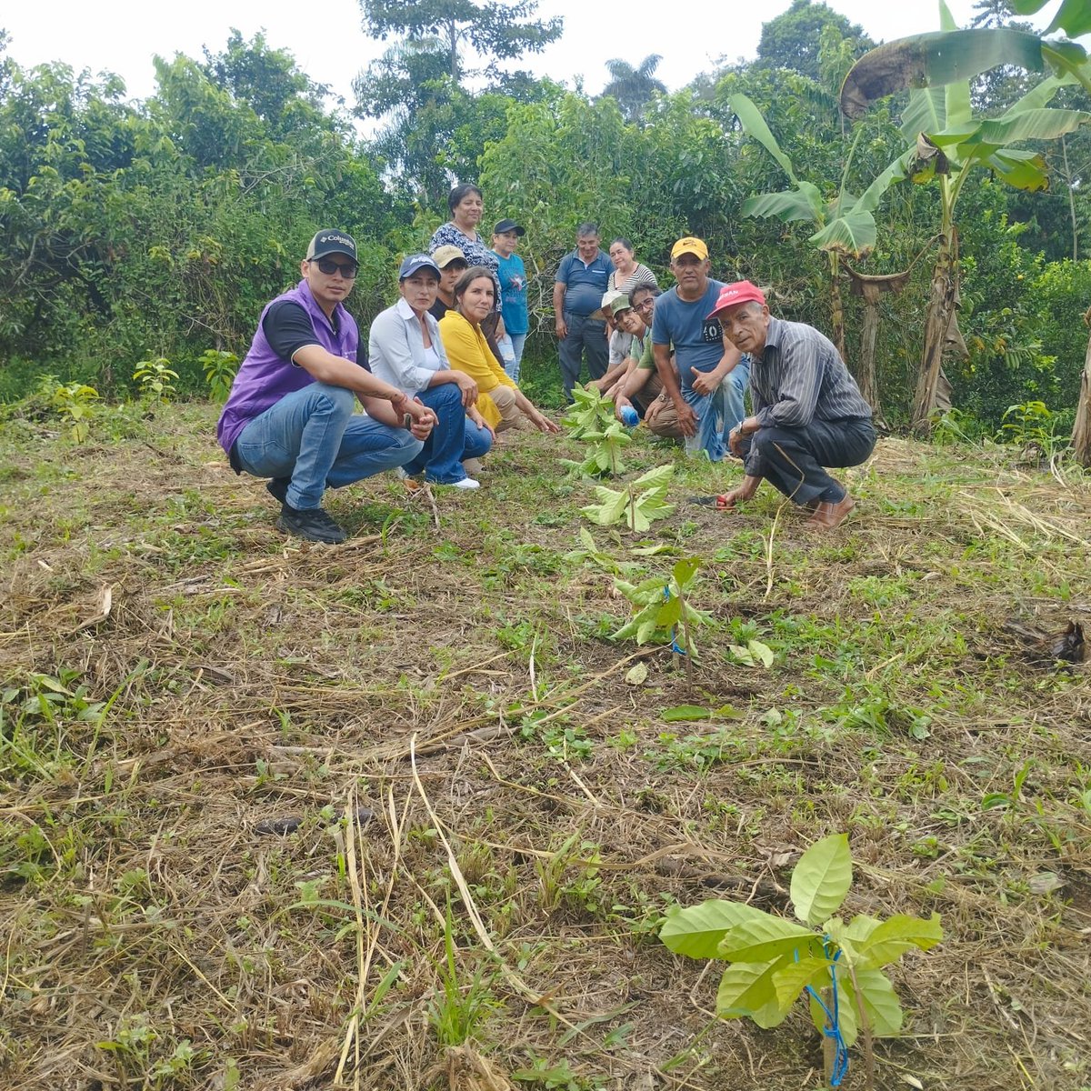 Agricultura_CZ4's tweet photo. #SantoDomingo | Realizamos un taller práctico sobre la técnica de agobio en plantas recientemente establecidas, con el objetivo de estimular la aparición de nuevos brotes. Esta práctica fortalece el desarrollo de las plantas y contribuye a alcanzar mayores niveles de producción. https://t.co/20hVawnk5s
