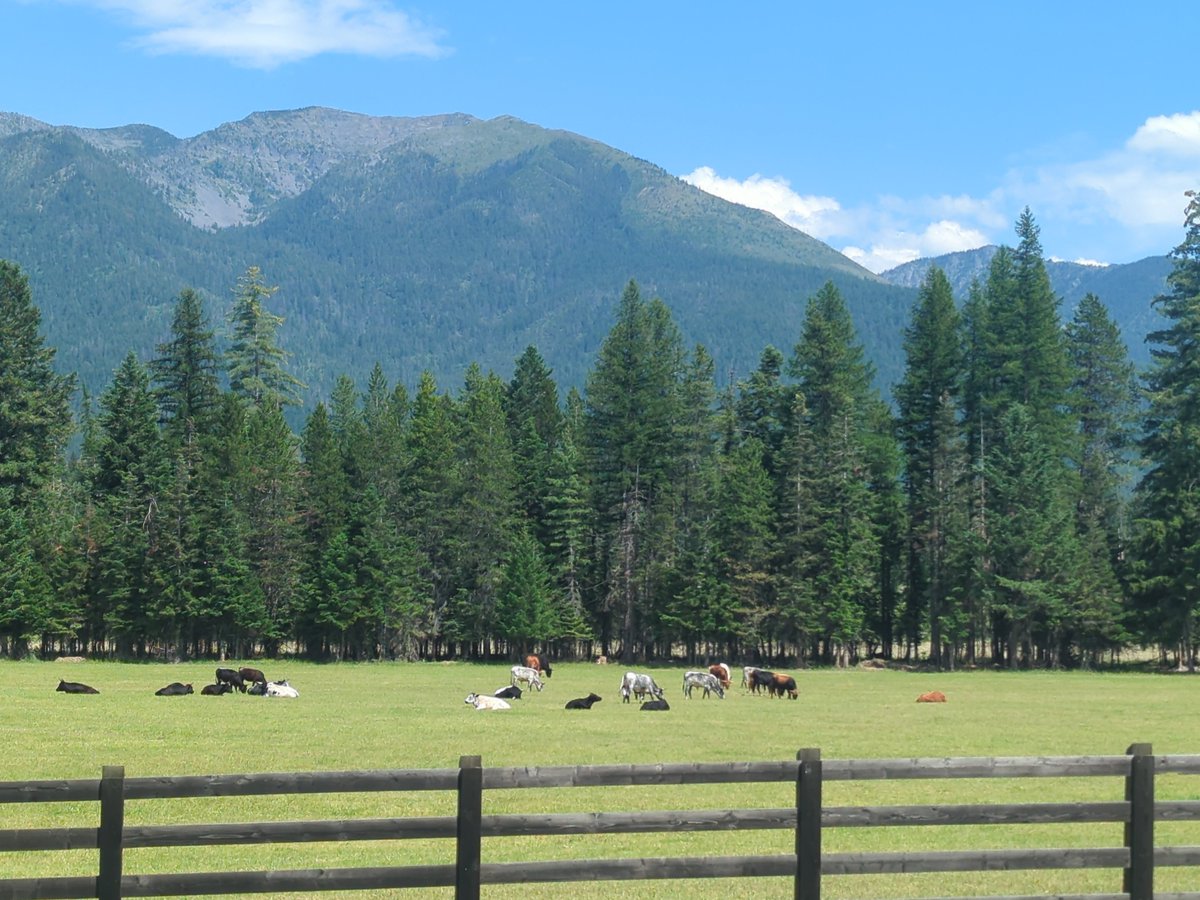 DolioJ's tweet photo. I don't know about y'all, but I think this place is worth fighting for.

#LastBestPlace
#Montana
#CampPonderosa https://t.co/WkQgZyW4FJ