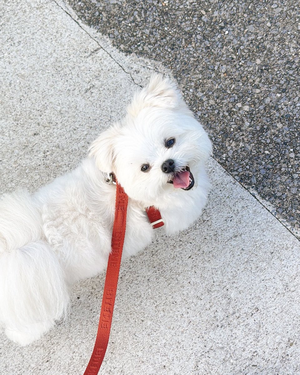 okomeisgoodgirl's tweet photo. 知らない人が撫でてくれたね！！！！！！！！！という犬の顔 https://t.co/ATKQpu0oal