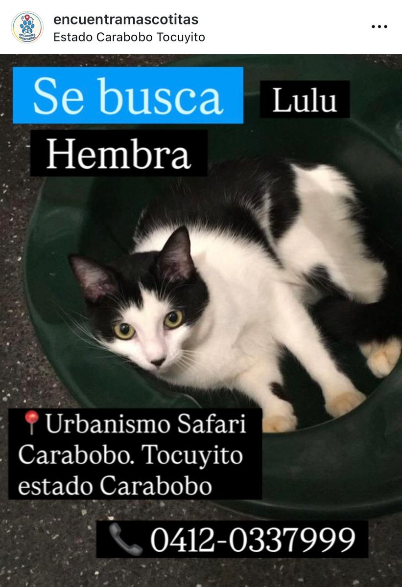NuriTrejo's tweet photo. #8Jul. ¡Atención! Se busca a Lulú en Safari Carabobo y zonas cercanas. ¡Excelente recompensa! Si sabes algo, contáctanos al 0412 0337999 o por DM (X) @NuriTrejo. #EncuentraALulu #SeBusca 🐾 https://t.co/YRu6OnGGSy