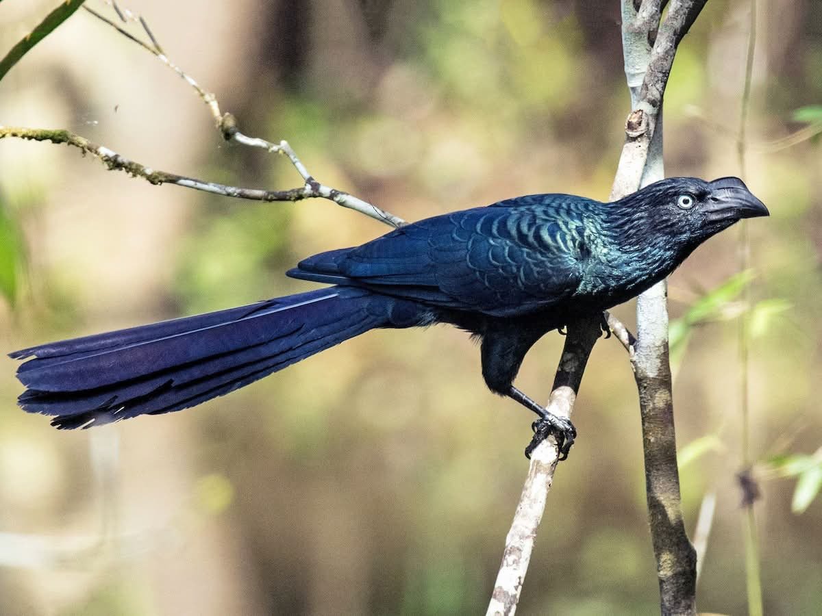Anrandomtapir's tweet photo. my favorite birds

the anus birds https://t.co/7TES3T6HKU