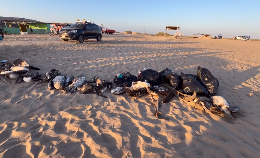 MaghaliEstrada's tweet photo. 📍🌊 Decenas de aves marinas muertas, entre estas pelícanos y piqueros, se reportó en la playa de Chulliyachi, en Sechura (Piura), mostró en una transmisión en vivo la Asociación de Periodistas y Comunicadores de Sechura (ASPYC).
📸ASPYC
Fecha: 6 de julio de 2026. https://t.co/Qzp1d4fLmJ