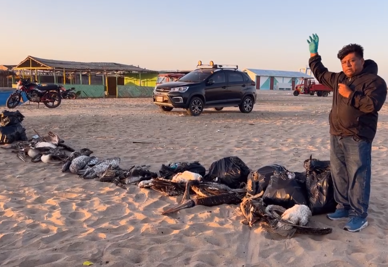 MaghaliEstrada's tweet photo. 📍🌊 Decenas de aves marinas muertas, entre estas pelícanos y piqueros, se reportó en la playa de Chulliyachi, en Sechura (Piura), mostró en una transmisión en vivo la Asociación de Periodistas y Comunicadores de Sechura (ASPYC).
📸ASPYC
Fecha: 6 de julio de 2026. https://t.co/Qzp1d4fLmJ