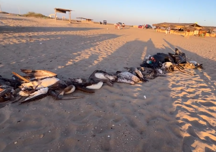 MaghaliEstrada's tweet photo. 📍🌊 Decenas de aves marinas muertas, entre estas pelícanos y piqueros, se reportó en la playa de Chulliyachi, en Sechura (Piura), mostró en una transmisión en vivo la Asociación de Periodistas y Comunicadores de Sechura (ASPYC).
📸ASPYC
Fecha: 6 de julio de 2026. https://t.co/Qzp1d4fLmJ