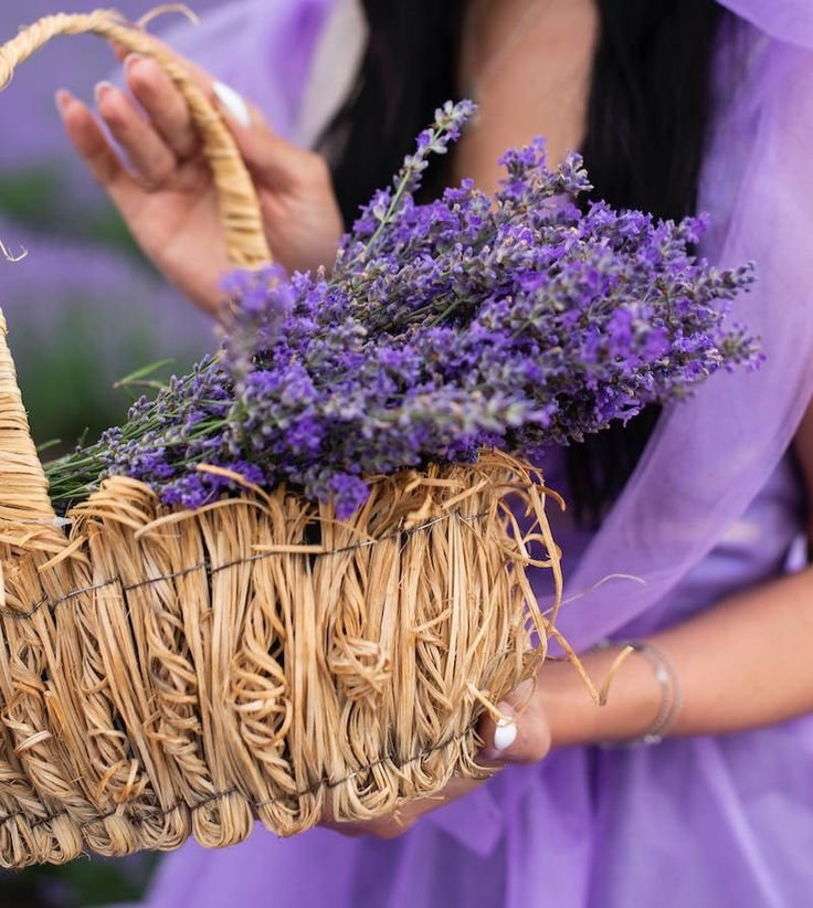 onetruelave's tweet photo. purple flowers https://t.co/tlrdWYtwed