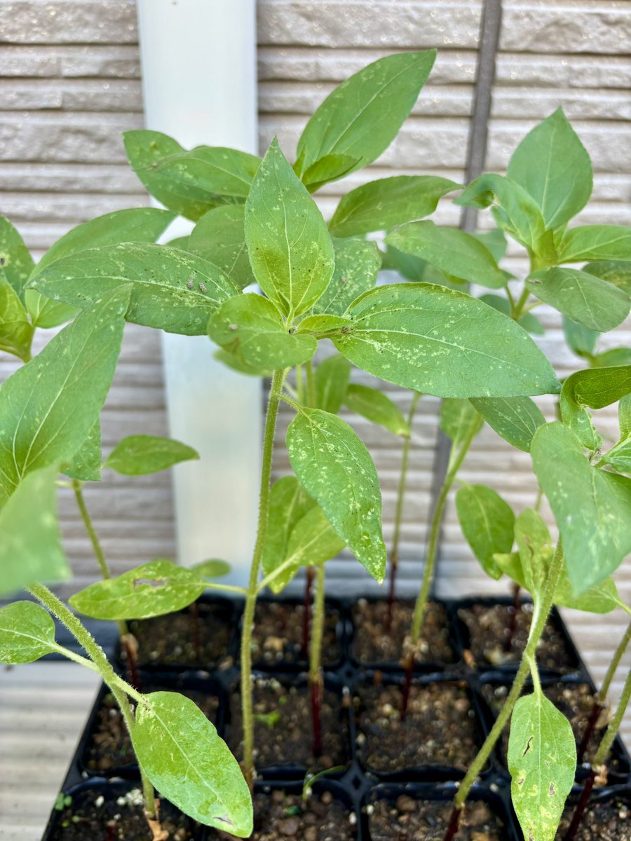 向日葵の苗が出来ました🪴 おはようございます🌞 週末地植えにしようと
