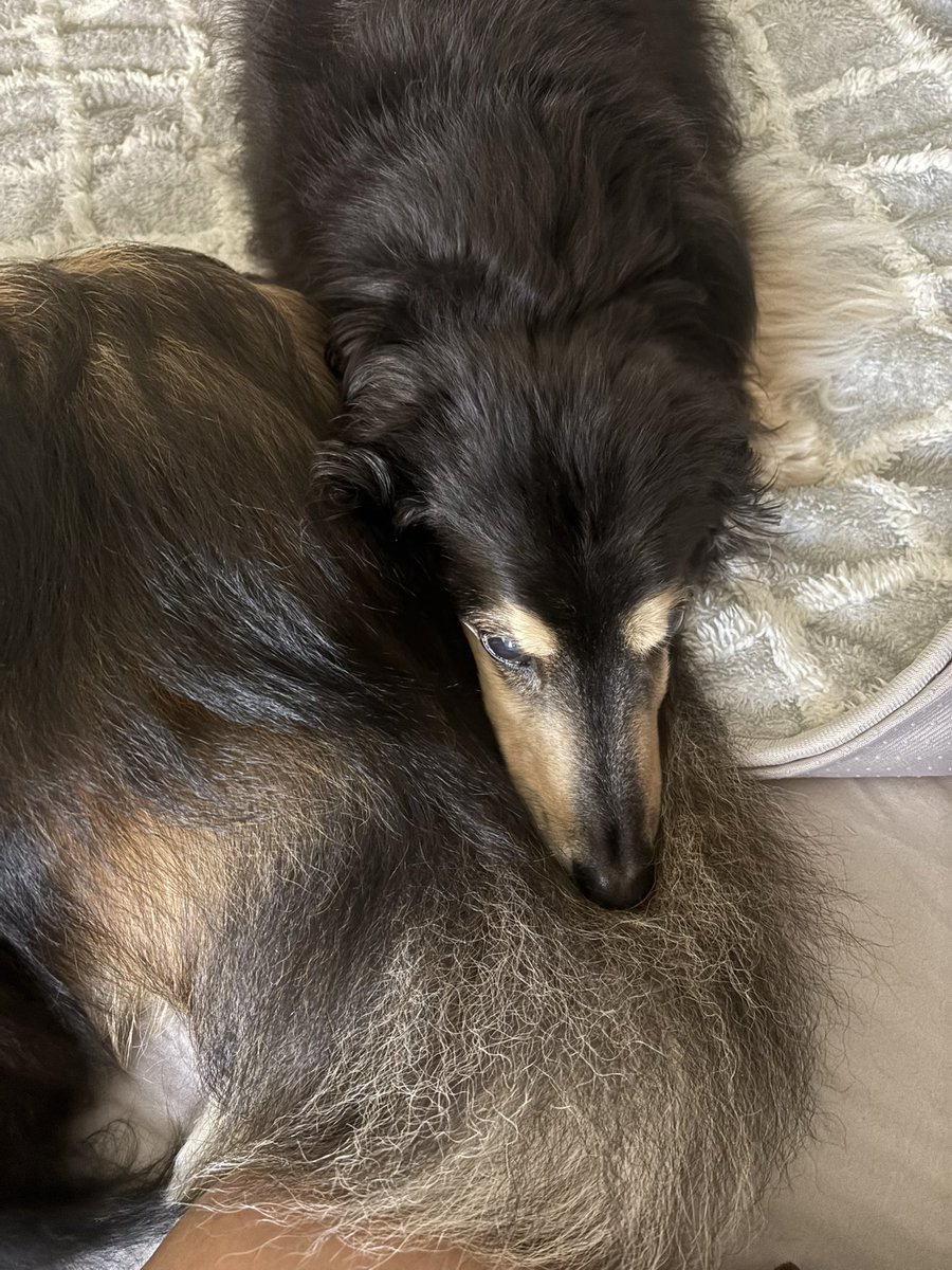 kitagununoimo's tweet photo. シッポを埋もれる🐶
#ミニチュアダックス　#シェルティ #シニア犬 https://t.co/KUpnNHmVER