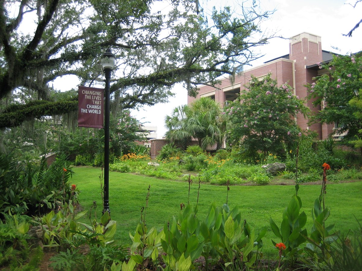 FSUFacilities's tweet photo. From quiet walkways to vibrant greenery, there's no shortage of beautiful views around FSU. Here are a few snapshots of campus on a digicam, capturing the slower pace and timeless charm of summer before the fall semester begins.
#FSU #FSUFacilities https://t.co/dYvnwqBZTF