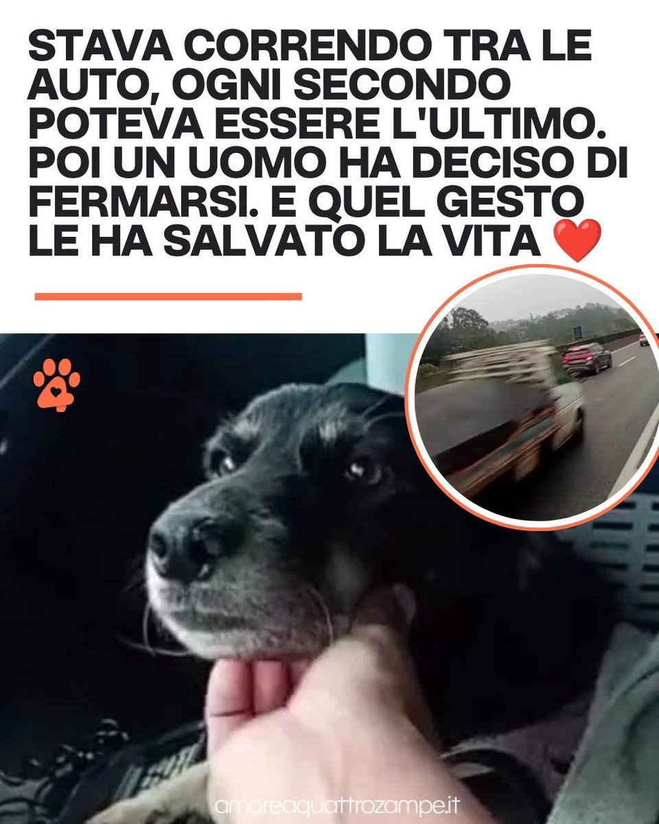 Amore4Zampe's tweet photo. Abbandonata – o forse smarrita – lungo la Rodovia Presidente Dutra, una delle autostrade più trafficate del Brasile, una cagnolina dal pelo nero vagava terrorizzata tra camion e automobili, con il rischio di essere investita da un momento all'altro. https://t.co/CQJ7ScvZnI